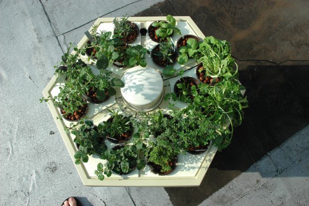 Create Your Own Secret Survival Garden Using a Hydroponic System